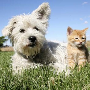 Image of a cat and dog