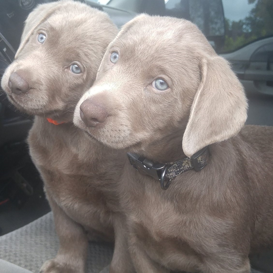 Image of two brown dogs