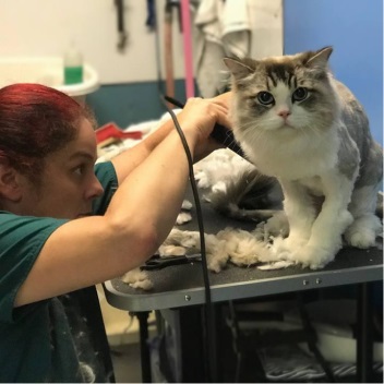 Image of someone grooming a cat