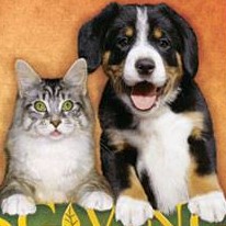 Image of a cat and dog
