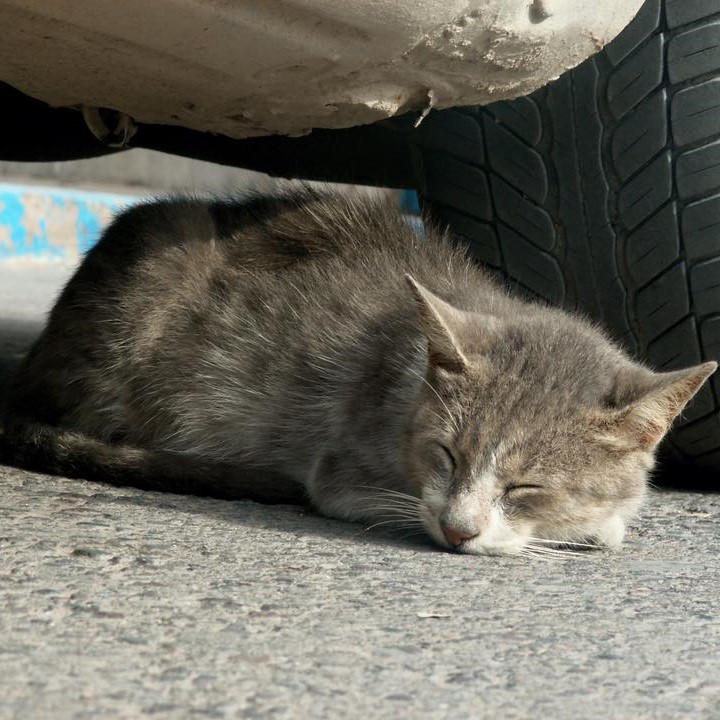 Image of a cat