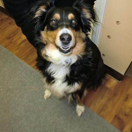 Image of a dog